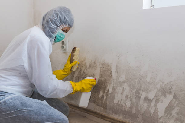 Best Attic Mold Removal  in , DC